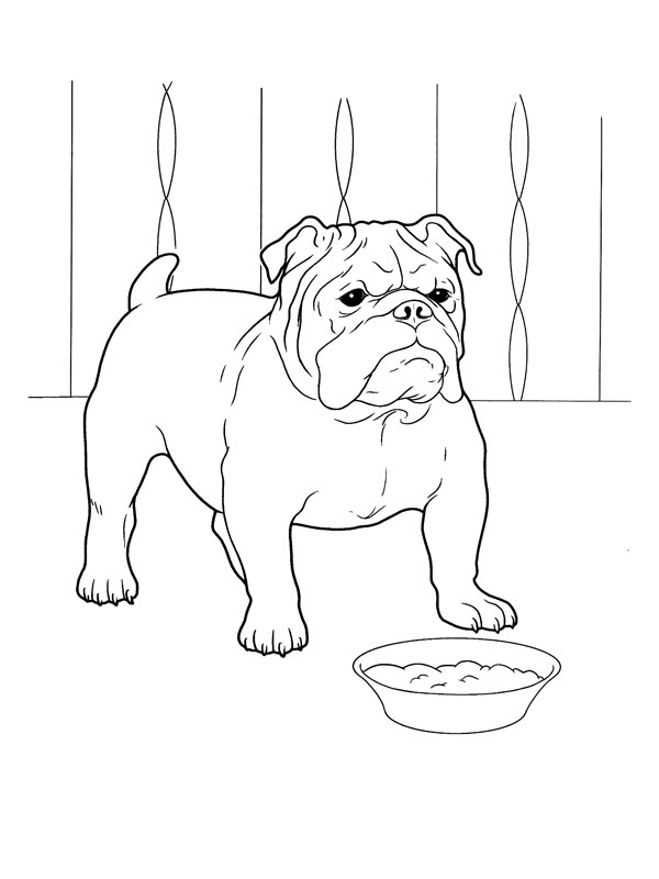 coloriage chien bulldog avec sa gamelle